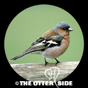 Chaffinch