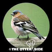 Chaffinch