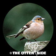 Chaffinch