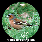 Chaffinch