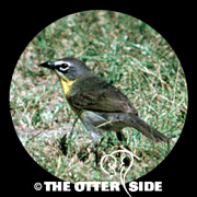 Yellow-breasted Chat - Eastern