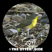 Yellow-breasted Chat - Eastern