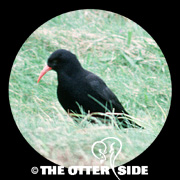 Red-billed Chough