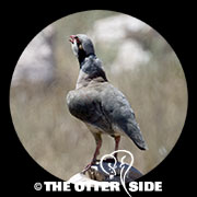 Chukar