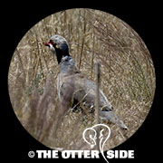 Chukar
