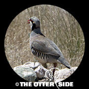 Chukar