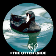 American Coot