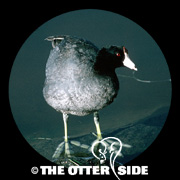 American Coot