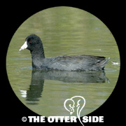 American Coot