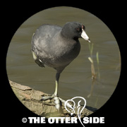 American Coot