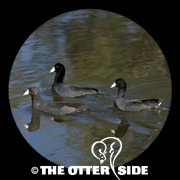 American Coot