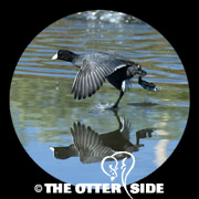 American Coot