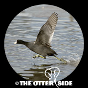 American Coot