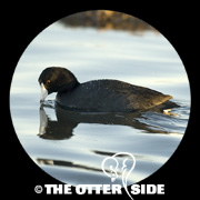 American Coot