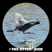 American Coot