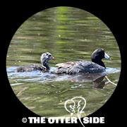 American Coot