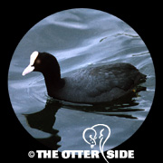 Eurasian Coot