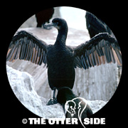 Brandt's Cormorant