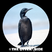 Brandt's Cormorant