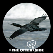Brandt's Cormorant
