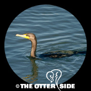 Double-crested Cormorant