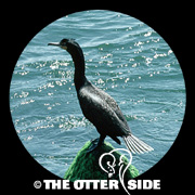 Double-crested Cormorant
