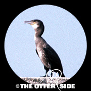 Great Cormorant