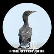 Double-crested Cormorant