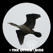 Double-crested Cormorant