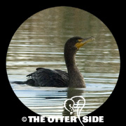 Double-crested Cormorant