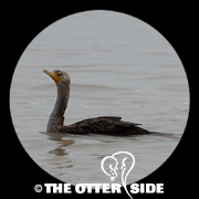 Double-crested Cormorant