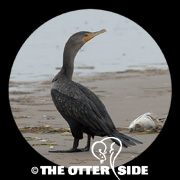 Double-crested Cormorant