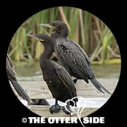 Neotropic Cormorant