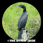 Neotropic Cormorant