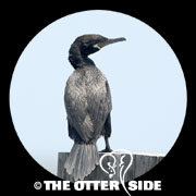 Neotropic Cormorant