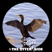 Neotropic Cormorant