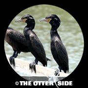 Neotropic Cormorant