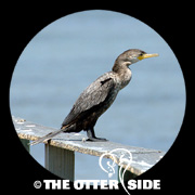 Neotropic Cormorant