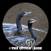 Neotropic Cormorant