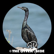 Pelagic Cormorant