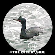 Pelagic Cormorant