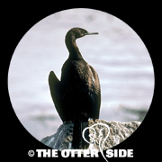 Pelagic Cormorant