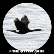 Pelagic Cormorant