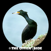 Red-faced Cormorant