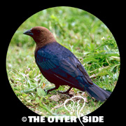 Brown-headed Cowbird