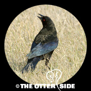 Bronzed Cowbird