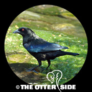 Bronzed Cowbird