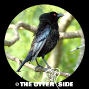 Bronzed Cowbird