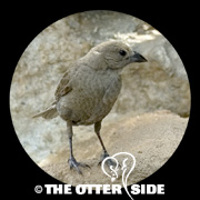 Brown-headed Cowbird
