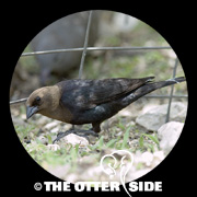 Brown-headed Cowbird